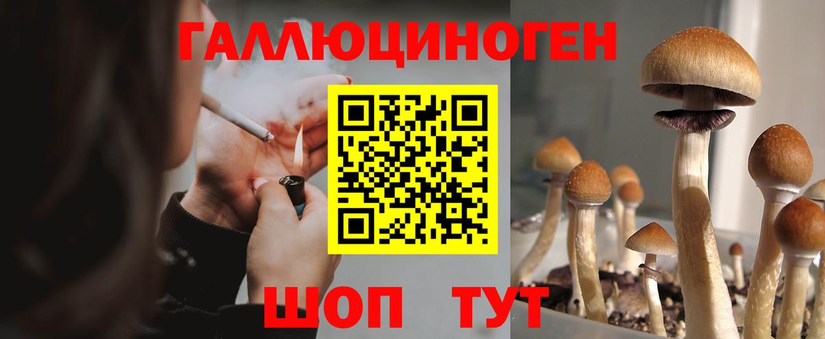 Псилоцибиновые грибы Cubensis  Вход с VPN  Псилоцибиновые грибы Psilocybe  Тихорецк 